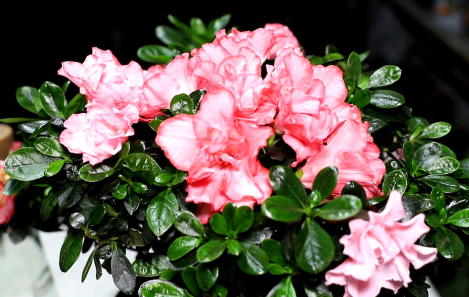 杜鹃花夏天怎么养