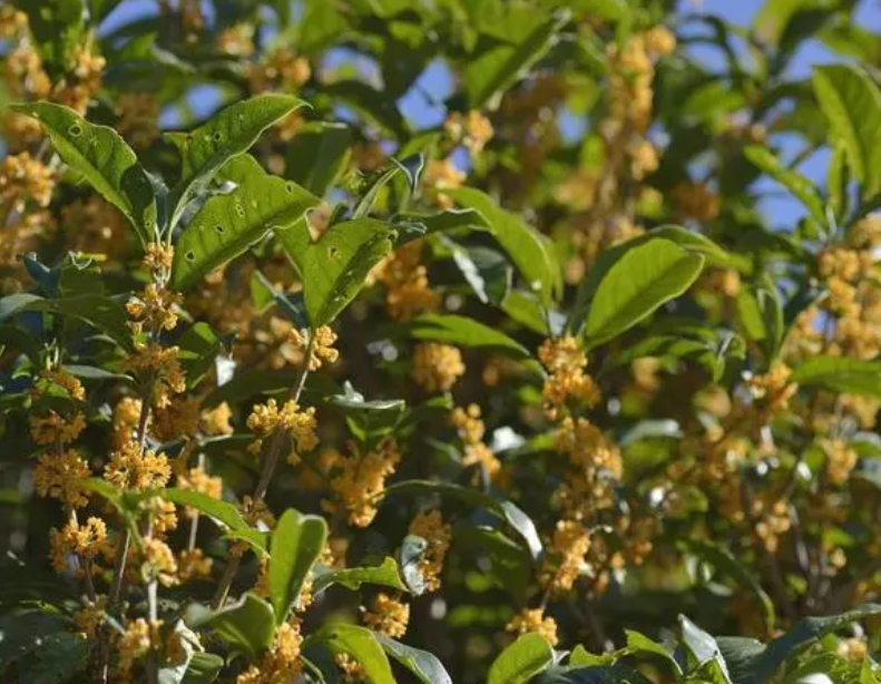 桂花树为什么不开花