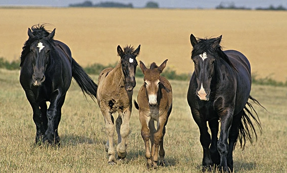 骡子和马的区别