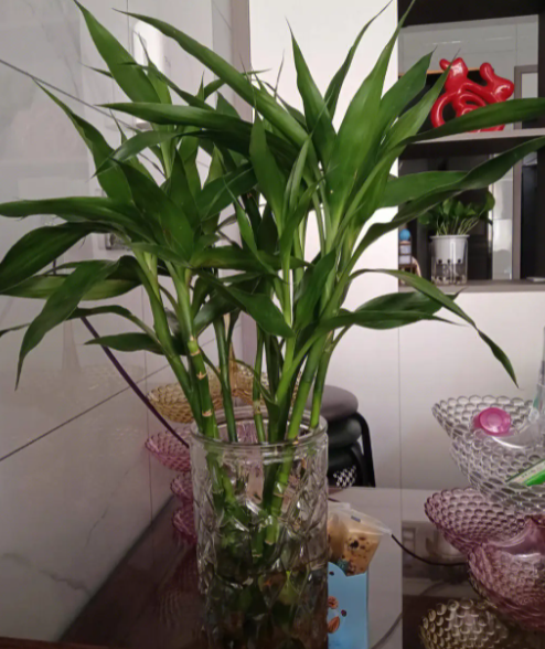 富贵竹怎么养才好