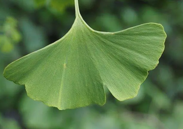 银杏叶片怎么样