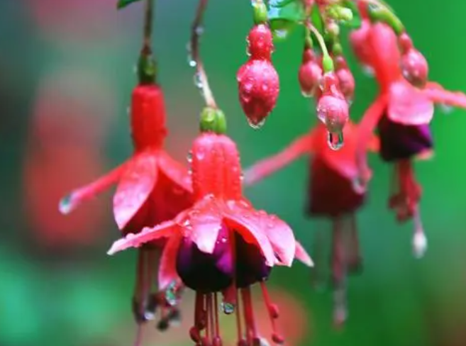 吊钟花开完花怎么办