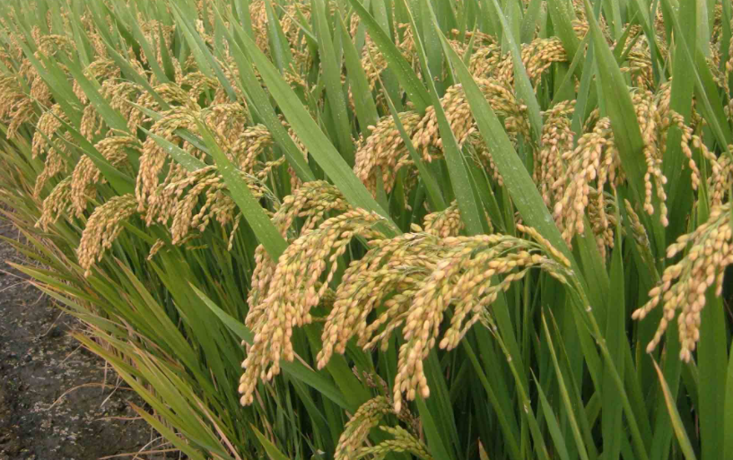 杂交水稻是什么意思