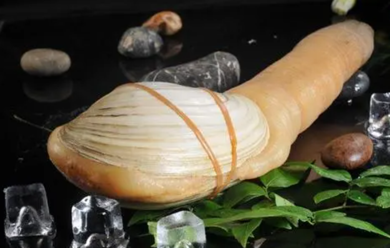 象拔蚌营养价值