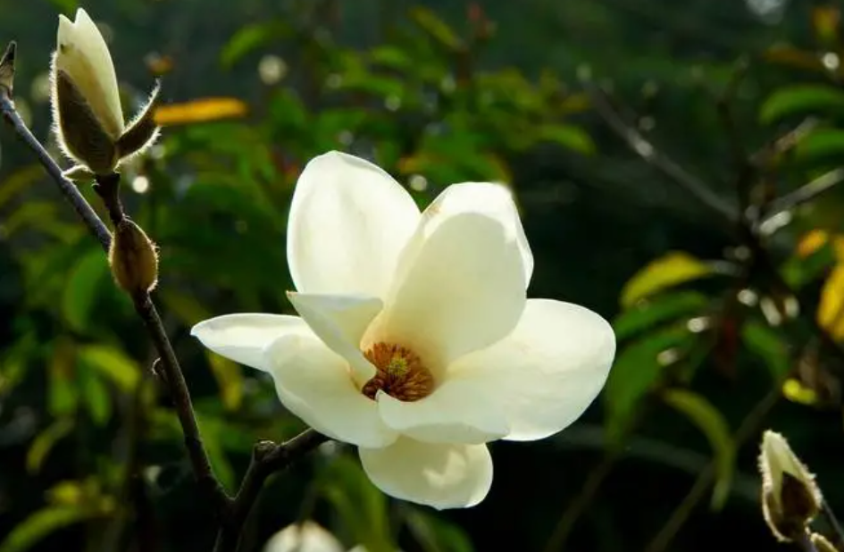 玉兰花的特点是什么