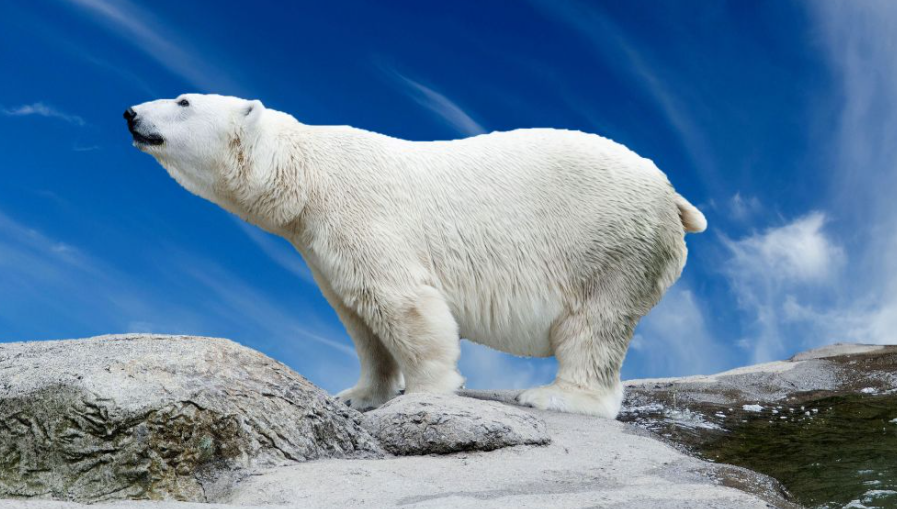 会夏眠的海洋动物是什么