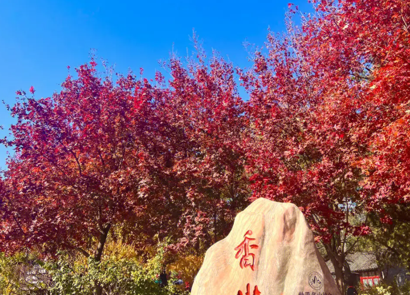 香山红叶观赏高峰期已至