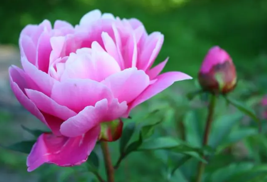 牡丹花几月开花