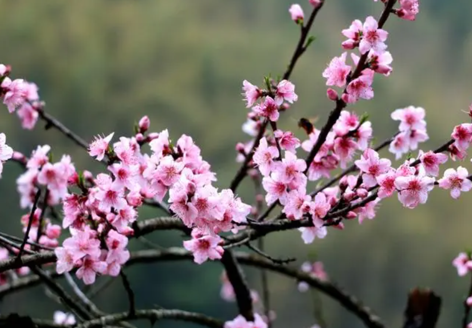 桃花是什么季节开的