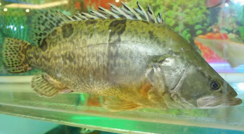 桂鱼多少钱一斤