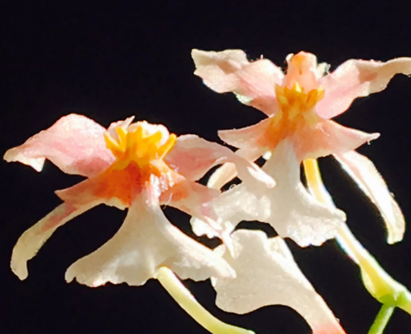 梦香兰开完花怎么办