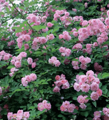 蔷薇花寓意及花语