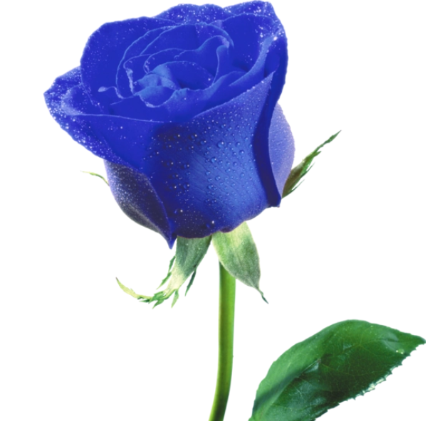 蓝玫瑰的含义