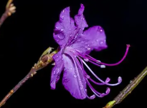 干枝杜鹃开完花怎么办