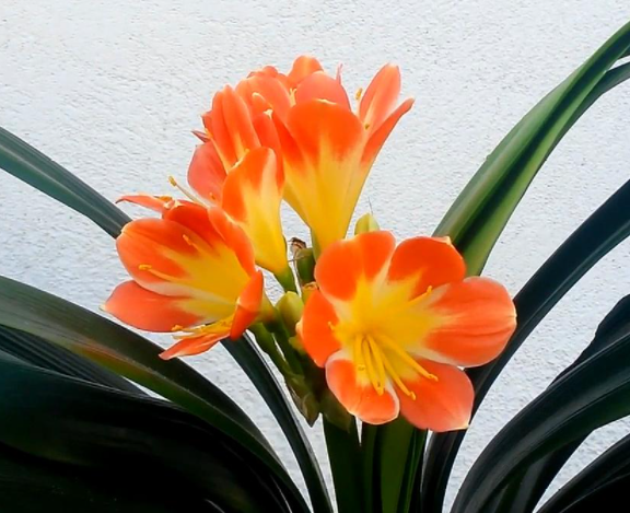 有茎君子兰如何种植