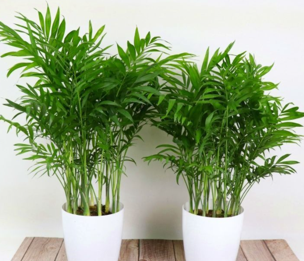 袖珍椰子树怎么种植