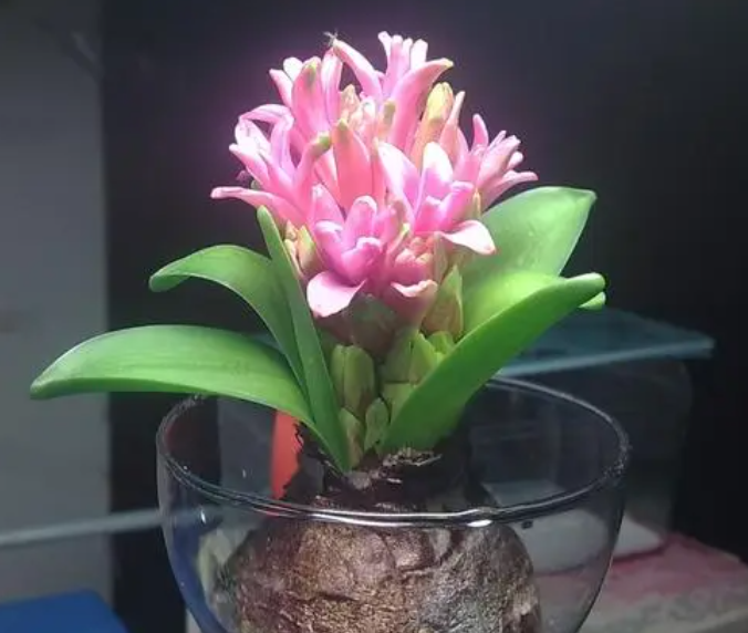 水培风信子有什么需要注意的