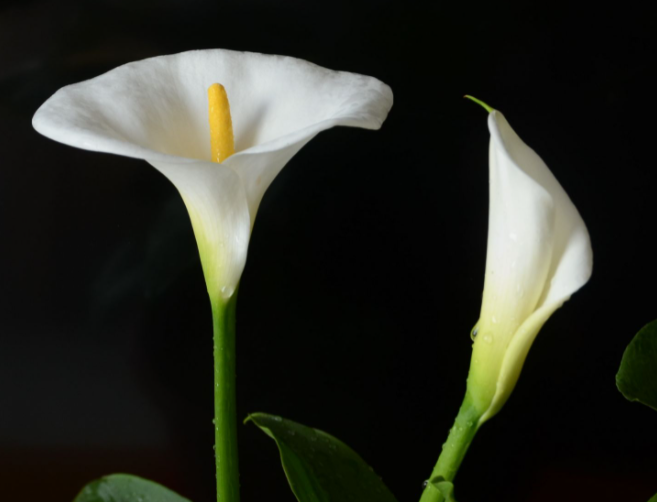 马蹄莲种子怎么种植呢