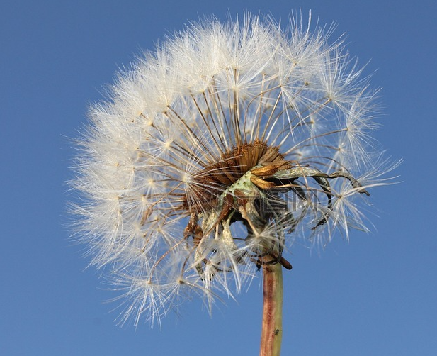 蒲公英怎么种植