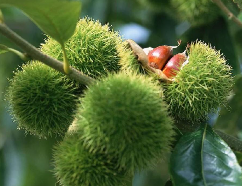 被子植物生殖过程如何