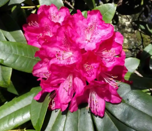 大叶杜鹃花如何养护