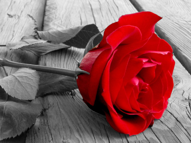 玫瑰花花店如何经营