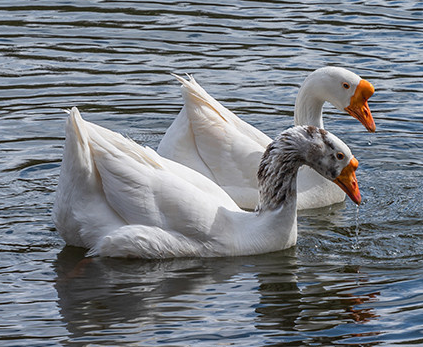 家里饲养大鹅好吗