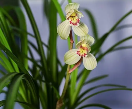 兰花的种植条件如何