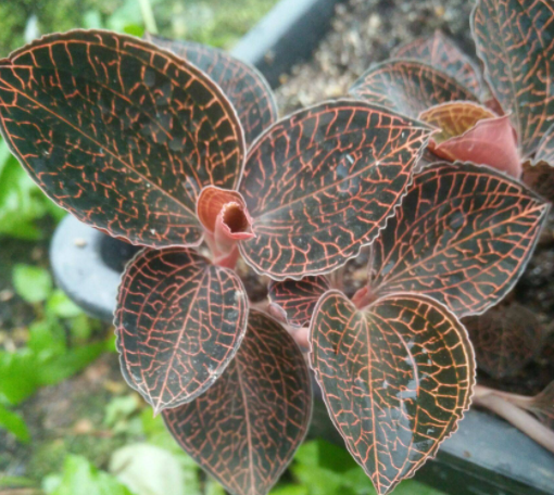 金线莲价格多少钱一斤