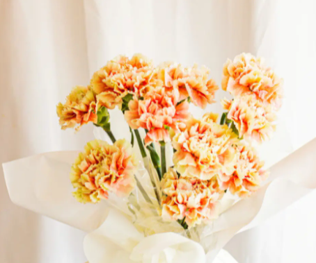 康乃馨花语和寓意是什么呢