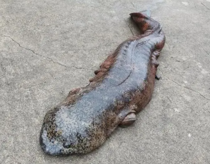 娃娃鱼是几级保护动物