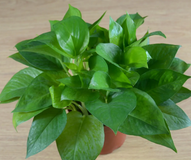 水培植物有哪些