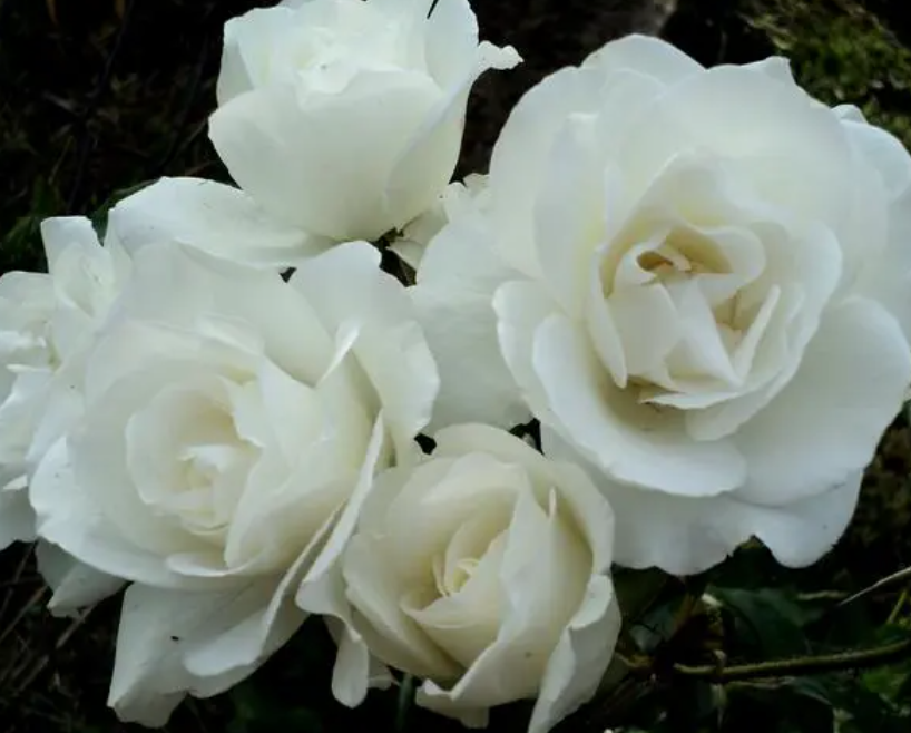 白玫瑰花语是什么意思