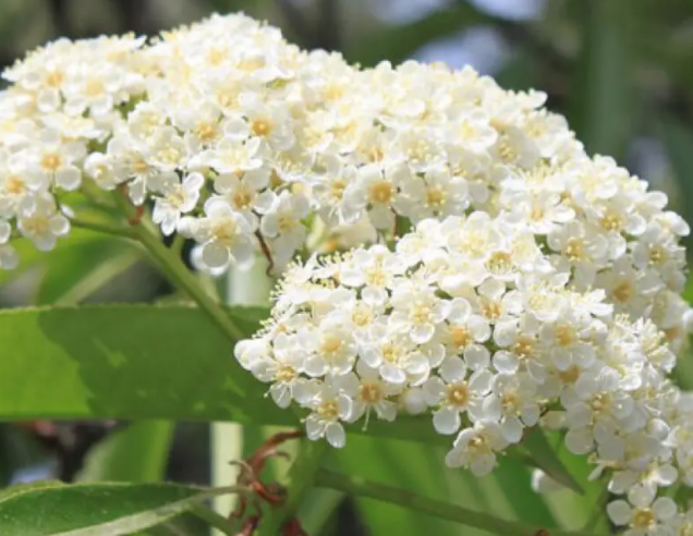 石楠花的味道如何
