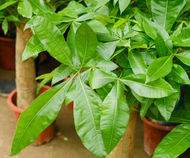 发财树叶子发黄脱落怎样挽救