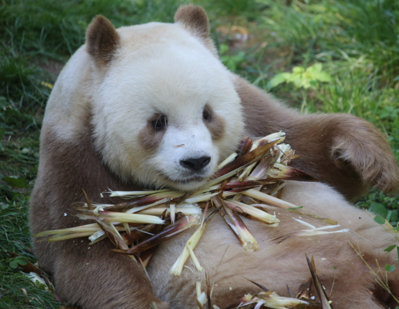 野生动物有哪些