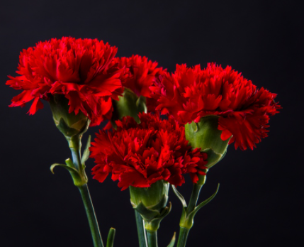 红色康乃馨花语是什么呢