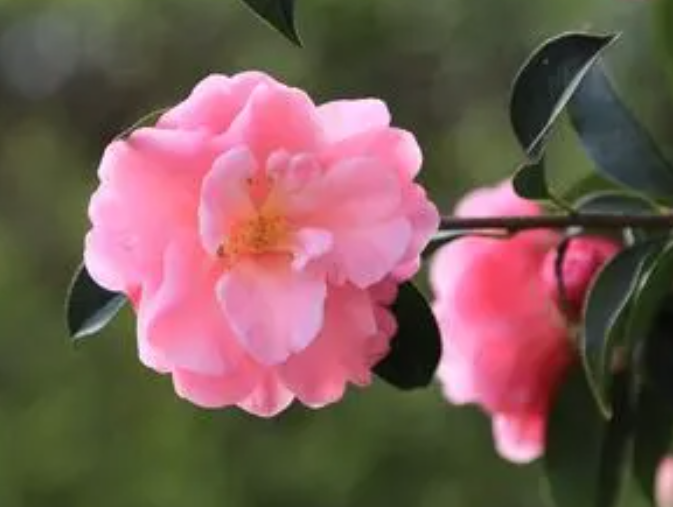 山茶花是什么颜色