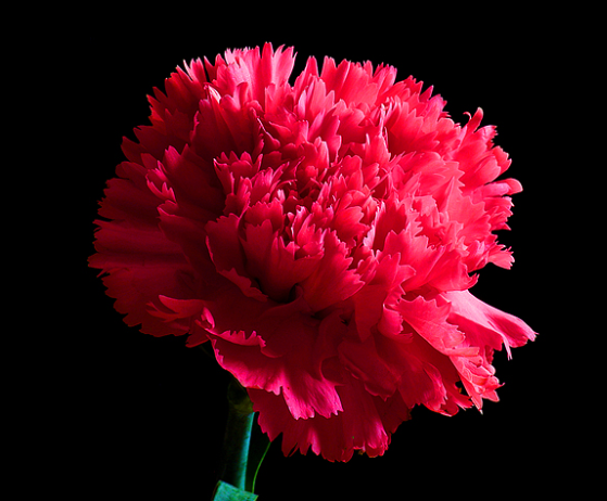 红色康乃馨怎么样