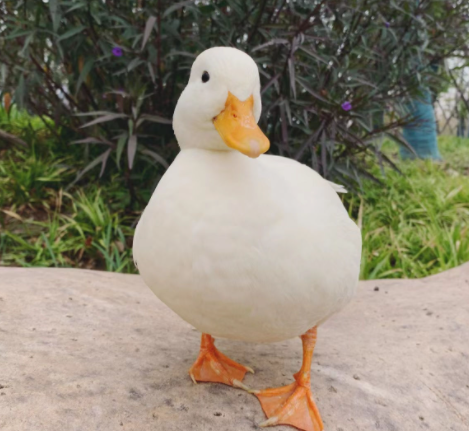 柯尔鸭为什么那么贵