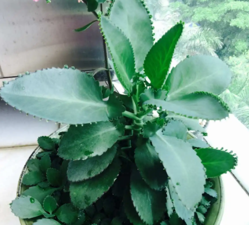 落地生根花有什么作用