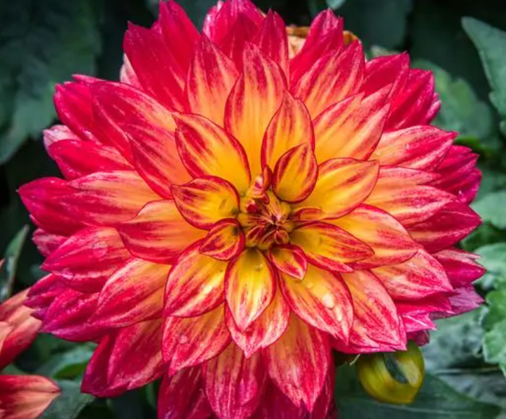 大丽花如何种植