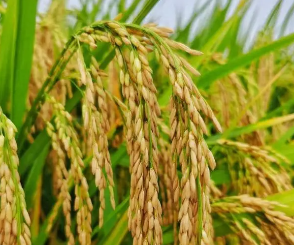 水稻烘干机是什么呢