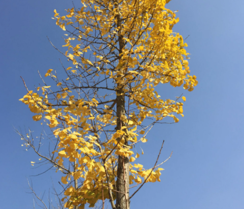 什么树被称为活化石