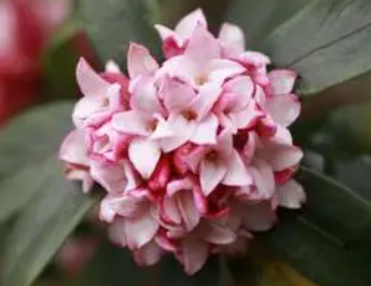 瑞香开完花怎么办
