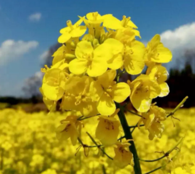 油菜花的样子和特点是什么呢