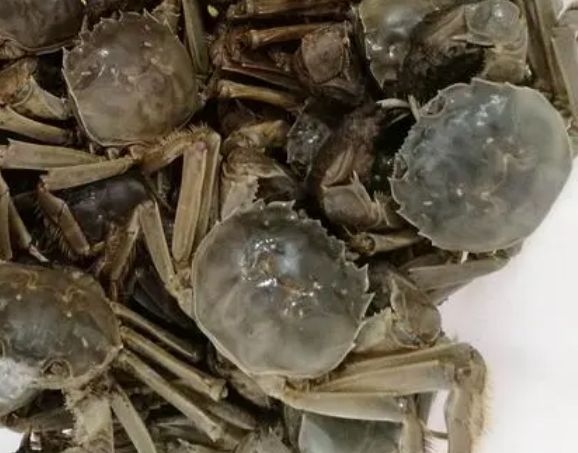 河蟹怎么保存不会死