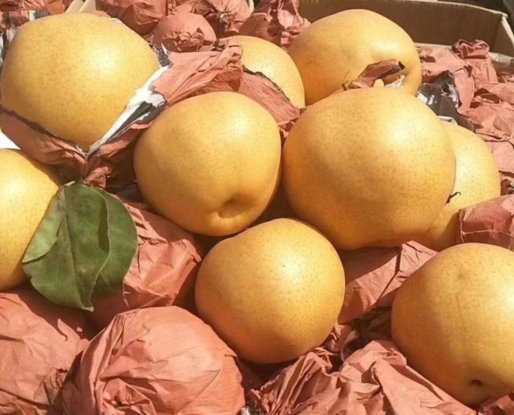 晚秋黄梨初次挂果是第几年