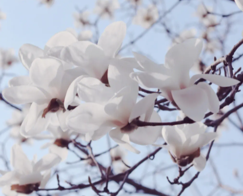 白玉兰是什么呢