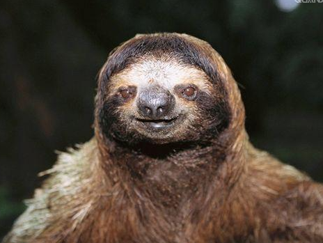 澳大利亚树獭是什么呢